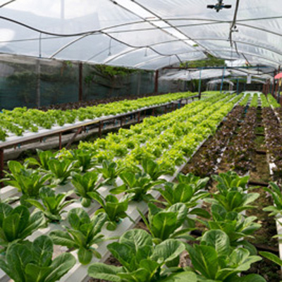 ventilazione di serre