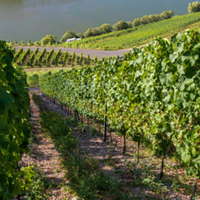 riscaldamento dei vigneti